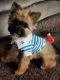 Shorkie Puppies for sale in Maple Grove, MN, USA. price: NA