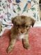 Shorkie Puppies for sale in Mars Hill, NC 28754, USA. price: $800