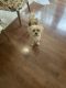 Shorkie Puppies for sale in Bowie, MD, USA. price: NA