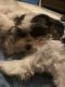 Shorkie Puppies for sale in Dobbs Ferry, NY 10522, USA. price: NA