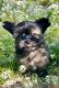Shorkie Puppies for sale in Redding, CA, USA. price: NA