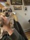 Shorkie Puppies for sale in New York, NY 10009, USA. price: NA