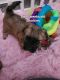 Shorkie Puppies for sale in Brooklyn, NY, USA. price: $75,000