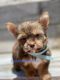 Shorkie Puppies for sale in Dahlonega, GA 30533, USA. price: $2,000
