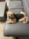 Shorkie Puppies for sale in Greenbelt, MD, USA. price: NA