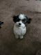 Shorkie Puppies for sale in MN-77, Eagan, MN, USA. price: NA