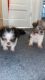 Shorkie Puppies for sale in Cleveland, OH, USA. price: $500