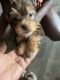 Shorkie Puppies for sale in Raeford, NC 28376, USA. price: NA