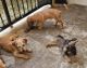 Shorkie Puppies for sale in Fort Worth, TX, USA. price: NA