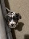 Shorkie Puppies for sale in Rochester, NY, USA. price: $1,500