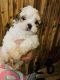 Shorkie Puppies for sale in Garland, TX, USA. price: $500