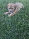 Shorkie Puppies for sale in Appleton, WI, USA. price: $1,000