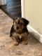 Shorkie Puppies for sale in San Antonio, TX, USA. price: $600