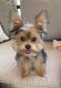Shorkie Puppies for sale in Pilot Mountain, NC 27041, USA. price: NA