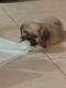 Shorkie Puppies for sale in Fort Pierce, FL, USA. price: NA
