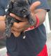 Shorkie Puppies for sale in Penns Grove, NJ 08069, USA. price: NA