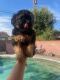 Shorkie Puppies for sale in Glendora, CA 91740, USA. price: $550
