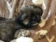 Shorkie Puppies for sale in Lubbock, TX, USA. price: $425