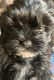 Shorkie Puppies for sale in Freeport, NY, USA. price: $1,000