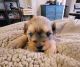 Shorkie Puppies for sale in San Antonio, TX, USA. price: $750