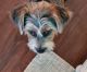 Shorkie Puppies for sale in Harker Heights, TX, USA. price: NA
