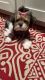 Shorkie Puppies for sale in Tallahassee, FL, USA. price: NA