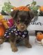 Shorkie Puppies for sale in Sellersburg, IN 47172, USA. price: $650