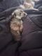 Shorkie Puppies for sale in 116 Lodge Rd, Pendleton, SC 29670, USA. price: NA