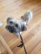 Shorkie Puppies for sale in Lakewood, CA, USA. price: $400