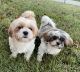 Shorkie Puppies for sale in UPR MARLBORO, MD 20774, USA. price: NA