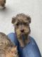 Shorkie Puppies for sale in Boise, ID, USA. price: NA