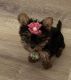 Shorkie Puppies for sale in Lore City, OH 43755, USA. price: NA