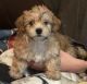 Shorkie Puppies for sale in Scottsdale, AZ, USA. price: NA