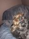 Shorkie Puppies for sale in Allentown, PA, USA. price: $1,200
