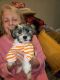 Shorkie Puppies for sale in Oklahoma City, OK, USA. price: $900