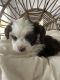 Shorkie Puppies for sale in Sacramento, CA, USA. price: $1,300