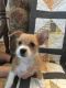 Shorkie Puppies for sale in La Grande, OR 97850, USA. price: $450