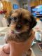 Shorkie Puppies for sale in Reseda, Los Angeles, CA, USA. price: $800