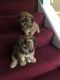 Shorkie Puppies for sale in Montgomery Village, MD, USA. price: $1,200