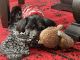 Shorkie Puppies for sale in Moreno Valley, CA, USA. price: NA