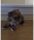 Shorkie Puppies for sale in 14531 Vose St, Van Nuys, CA 91405, USA. price: $1,000