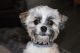 Shorkie Puppies for sale in Round Rock, TX 78681, USA. price: NA