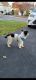 Shorkie Puppies for sale in Gaithersburg, MD, USA. price: NA