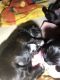 Shorkie Puppies for sale in Winona, MN 55987, USA. price: $850