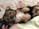Shorkie Puppies for sale in Colorado Springs, CO 80923, USA. price: NA