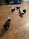 Shorkie Puppies for sale in Stuart, VA 24171, USA. price: NA