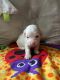 Shorkie Puppies for sale in Glendora, Gloucester Township, NJ, USA. price: $800