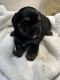 Shorkie Puppies for sale in Yukon, OK, USA. price: $400