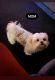 Shorkie Puppies for sale in Tarboro, NC 27886, USA. price: $700