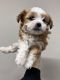Shorkie Puppies for sale in Bentonville, AR, USA. price: $1,000